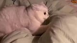 主人嫌小猫咪吵，把它赶出房间