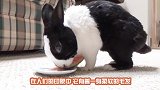 刚出生的兔宝宝还没睁眼，就成为了兔妈妈食物，真相让人无奈
