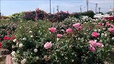 玫瑰花品种观赏，玫瑰花风景欣赏，玫瑰花盛开