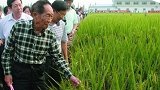 好消息！袁隆平海水稻团队亩产超400公斤