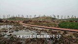 印度垃圾山臭气熏天，聊城垃圾山花香四溢，本地小伙：踏春好去处