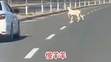 慢悠悠的，这只羊是来搞笑的吧
