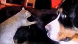 狗狗：你这智商以后就告别坚果吧！