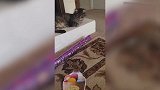 好萌萌哒的猫咪呢，看这玩耍的模样，也太可爱了吧！