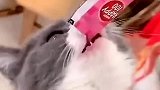 猫为了吃的，冲啊