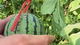 可以“剥皮”吃的西瓜您见过吗？皮薄，弹指可破