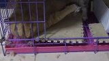 猫：这是我的家，别这么嚣张！