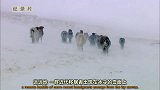 经过百代的进化冰岛马已练就了刚毅的耐寒性！直面风雪的马匹！