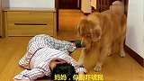 胎爸和胎妈吃东西突然晕倒，金毛轮胎对胎爸不管不顾，胎爸无语