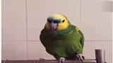 这只亚马逊鹦鹉，跟着小孩子一起唱儿歌，简直萌翻了！