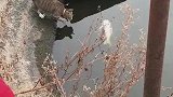 猫今天运气好，碰见了条大鱼！