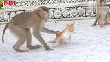 几只猴子轮流折磨小猫咪，猫咪：我怎么那么倒霉！