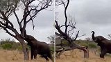 肯尼亚：炫耀！一大象在游客和小象面前用鼻子推倒一棵树