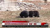 南京珍珠泉动物园退役黑熊被回锅取胆