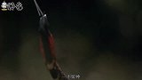 这种蛇被印度供为神物，背部斑纹如笑脸，能瞬间夺人性命