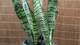 每月给虎皮吃一颗鸡蛋,叶子油绿又宽大,长如利剑戳高高