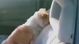 流浪狗妈妈：妈妈给你找个家，不要像我一样再流浪了！