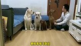 小迷糊面对姥爷的杀手锏，内心毫无波澜，甚至想高歌一曲