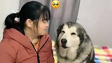 汪星人洛洛想吃腊肉香肠，看奶奶如何对待它，洛洛的反应搞笑了