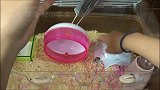 超实用的让仓鼠躺手里吃东西的小技巧，快来学习吧