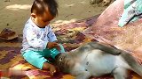 猴子保姆照看小男孩好称职，宝宝要回家了，猴保姆好失落