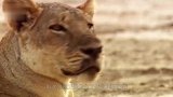狮子打了一辈子的猎，万万没想到却栽在马身上！网友太惨了