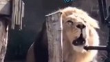 动物园狮子与游客对吼
