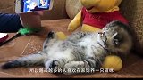 猫咪玩气球，当气球爆炸那一刻，整个世界都安静了