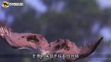 猛雕死死按住秃鹫，满身杀气，难道这是要反目成仇