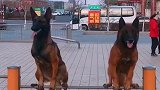 虎子和它媳妇练就一身本领