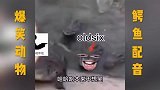这一铲下去鳄鱼不得打折叠