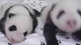 旅韩大熊猫“华妮”的双胞胎幼崽满40天啦，已经有了黑白相间的毛色