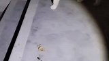 长期救助流浪猫，猫咪捉到花蝴蝶和蜻蜓送给女生作为回礼