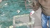 大哥切割玻璃的手法堪称一流，我还没看清楚，他就完事了！