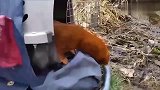 动物世界：老鼠泛滥 猎人带一只黄鼠狼出门猎鼠效率比猎犬还高