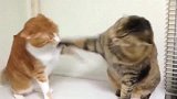 橘猫：打你咋的狸花猫：老猫不发威，当我是假猫啊！