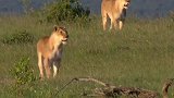 狮子狩猎小猎豹，豹妈妈眼睁睁看着小豹子丧命狮口，很无奈