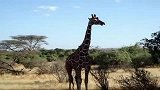 非洲游之网纹长颈鹿