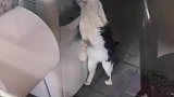 一直会用饮水机的猫，好担心它开到热水