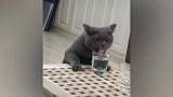 《爆笑60秒》奶猫教你如何一本正经的笑翻全场