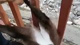 野生麂子河边喝水卡围栏，路过群众上前救助后放生