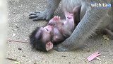 大冬天的把宝宝扔在地上不冷吗？网友：这猴子怎么当妈的？