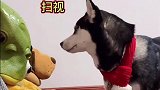 当二哈的沙发被玩具霸占了，它接下来的举动太勇敢了