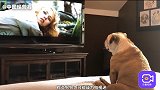 狗狗不仅看电视，还有专属的DOG TV！你订阅了吗？