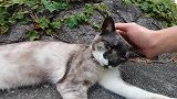 野外遇见一只很丑的流浪猫，准备带回家吓唬狗狗，可以吗