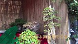 不可错过的盆景视觉盛宴，造型别致张狂，一看到就不想走了，很美