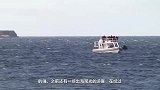30吨的大鲸鱼从海上一跃而起，正好砸中皮划艇，镜头记录全过程