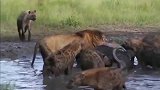 狮子在泥潭中享用大餐, 鬣狗叫来好兄弟抢食, 简直是强盗