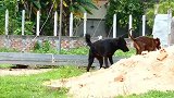 坏坏的黑色狼犬，同伴挖了一个坑，黑狗狗马上就像偷袭推同伴入坑