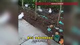 18斤大鹅在家门口河沟中突然消失，村民：吓人，呲溜一下就没有了